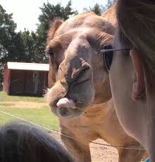 Image result for tennessee safari park