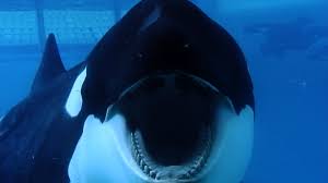 Image result for blackfish