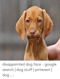 Quickmemecom Disappointed Dog Face - Google Search | Dog Stuff ...
