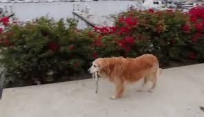 Dog Walks Itself GIF | Gfycat