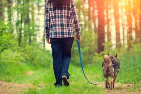7 Ways to Make Dog Walking More Fun | Victoria Stilwell Positively